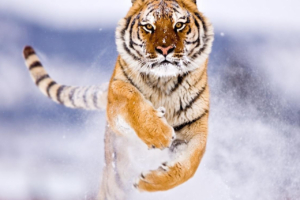 Amur Tiger in Snow481042657 300x200 - Amur Tiger in Snow - Tiger, Snow, Rainforest, Amur
